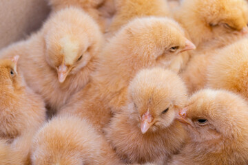 Close up newborn chicken, chicken farm