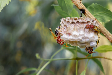 Close up wasps in a nest on branch