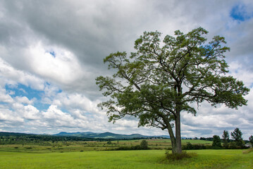 Summer scene in the Adirondacks wirh a big tree