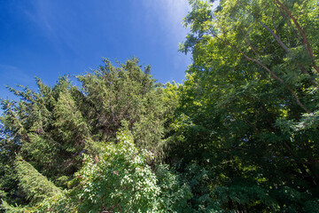 Obraz premium Variety of beautiful trees in summer under a blue sky