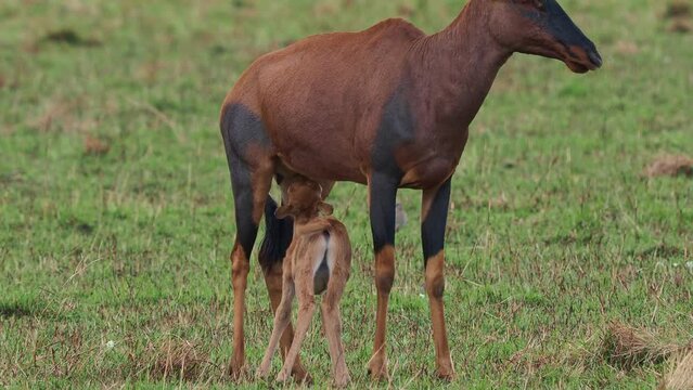 Coastal Topi - Damaliscus lunatus, highly social antelope, subspecies of common tsessebe, occur in Kenya, Somalia, from reddish brown to black color, large savannah, with small sucking calf.