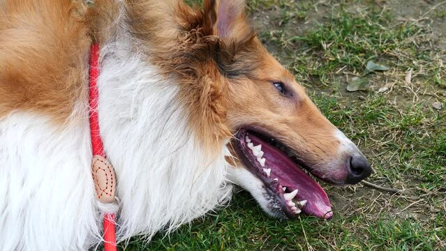 Close up portrait of Scotland shepherd dog lying on grass field after running, breathing heavily with tongue stuck out, cute rough collie with red rope on neck, 4k footage slow motion top view.