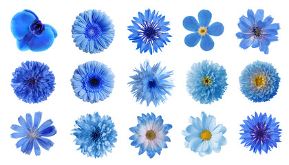 Set with different beautiful blue flowers on white background - Powered by Adobe