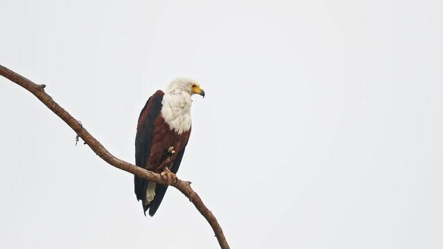 African Fish-eagle - Haliaeetus vocifer  large species of white and brown eagle found throughout sub-Saharan Africa, national bird of Namibia, Zimbabwe, Zambia, raptor on the lake, build nest, cry.