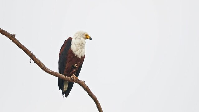 African Fish-eagle - Haliaeetus vocifer  large species of white and brown eagle found throughout sub-Saharan Africa, national bird of Namibia, Zimbabwe, Zambia, raptor on the lake, build nest, cry.