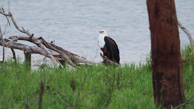 African Fish-eagle - Haliaeetus vocifer  large species of white and brown eagle found throughout sub-Saharan Africa, national bird of Namibia, Zimbabwe, Zambia, raptor on the lake, build nest, cry.