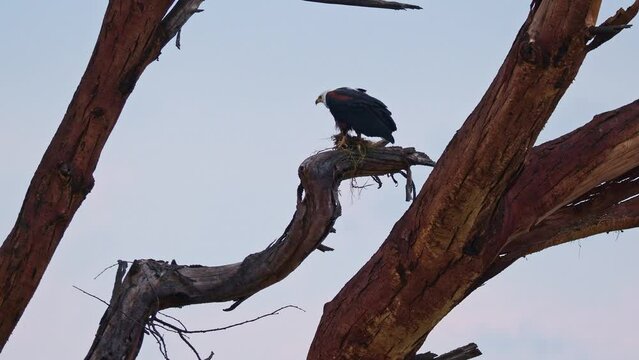 African Fish-eagle - Haliaeetus vocifer  large species of white and brown eagle found throughout sub-Saharan Africa, national bird of Namibia, Zimbabwe, Zambia, raptor on the lake, build nest, cry.
