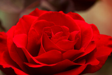 Closeup of a red rose	
