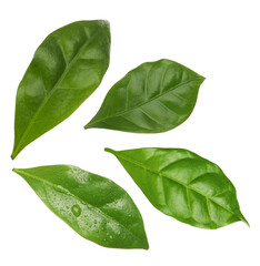 Obraz premium Set with fresh green leaves of coffee plant on white background