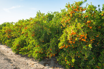 Fototapeta na wymiar Mandarins plantation, trees with ripe fruits in a row, California harvest season