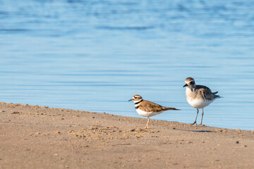 Fototapeta premium Black-bellied plover and killdeer birds on the beach. Guadalupe-Nipomo Dunes National Wildlife reserve, CA