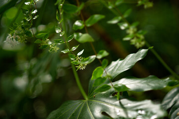 Obraz premium Close-up photo. Pattern with green leaves. Background. . High quality photo
