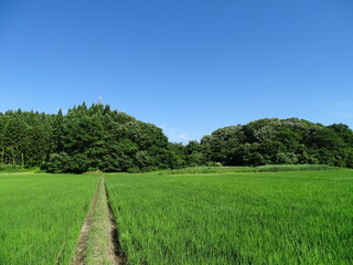 夏の田園風景