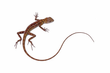 Obraz premium Common garden lizard isolated on white background