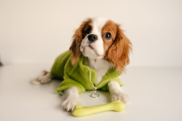 Cute Dog Portrait with Toy Bone Wearing Green Suit. King Charles Spaniel Laying Looking to Side