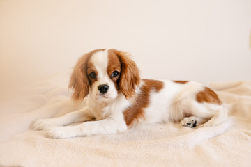 Cute Dog Portrait Laying on Plaid. King Charles Spaniel Laying Looking to Camera