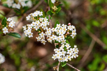 Small-leaf viburnum flowers (Viburnum obovatum) - Ocala, Florida, USA