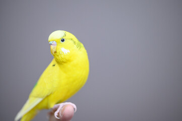 黄色いセキセイインコ