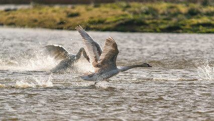Fototapeta premium Mute Swan, Cygnus olor, splash swans in combat action and dynamics
