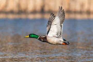 Mallard Duck, Anas platyrhynchos, wild duck in the flight - 489968876