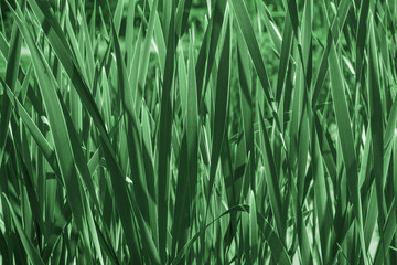 Green reed leaves closeup, natural background wallpaper