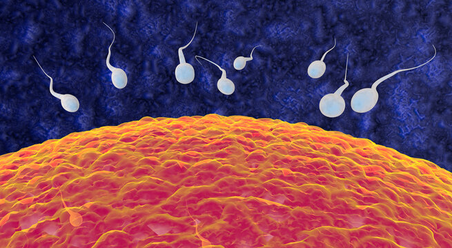 Sperm fertilization is the fusion of haploid gametes, egg and sperm Concept Fertilization and Implantation 3D rendering illustration