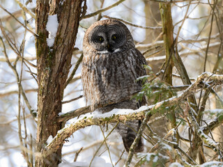 Great Gray Owl Sitting on Tree Branch in Winter