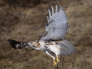 Red-Tailed Hawk Takes Off From the Field in Winter
