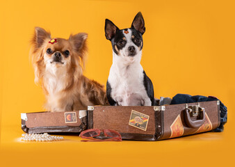Two Chihuahua dogs posing inside a wooden travel suitcase with stickers, a pearl necklace and...