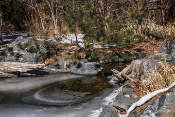 river in the forest