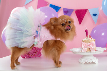 One small brown Spitz dog in a colorful tule dress licking her lips after eating her birthday cake, colorful flags and balloons decorating the room. 