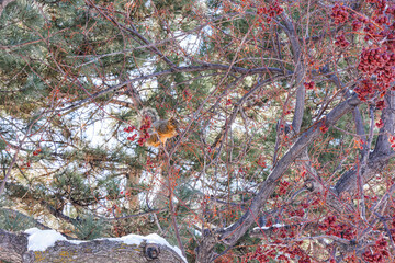 squirrel on a tree, eating berries  