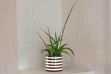 Small houseplant decorates minimalist white stucco alcove shelf potted in a black and white striped pot.