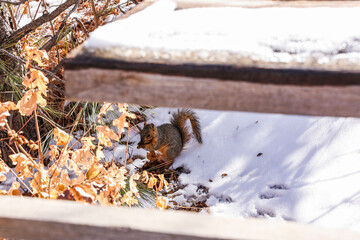 squirrel on a tree, eating berries  
