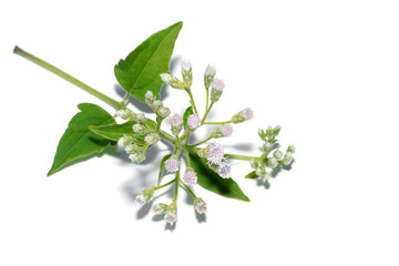 Bitter bush, Christmas bush, Devil weed, Camfhur grass on white background.