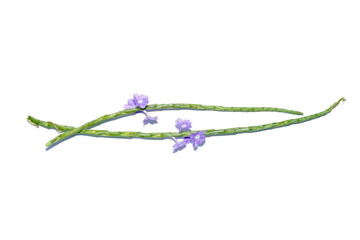 Close up flower of Brazilian Tea, Bastard Vervain, Jamaica False Veravin, Arron's Rod. on white background.