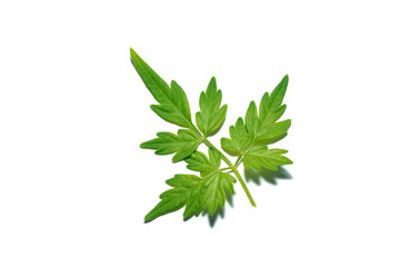 Close up Balloon vine, Heart pea, Heart seed, Smooth leaved heart Pea plant on white background.