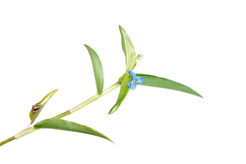 Close up Climbing dayflower, Frenchweed, Spreading dayflower, Wandering jew, Watergrass on white background.