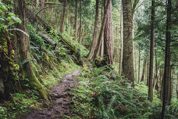 Trail through a temparate rainforest in Washington.