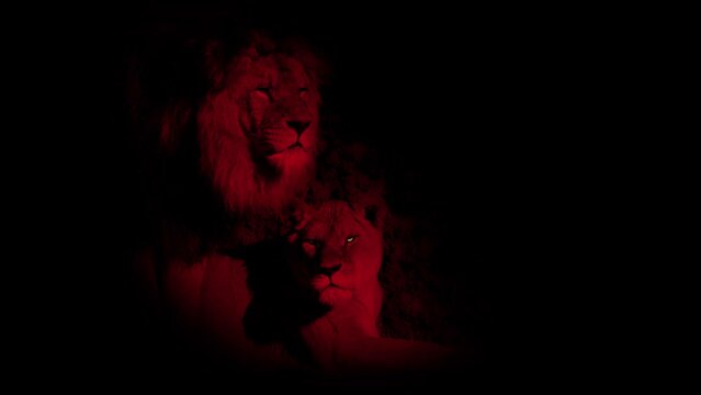 Lion Couple Red With Fiery Eyes Abstract