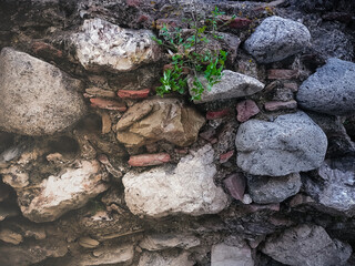 close up of a WALL in the forest