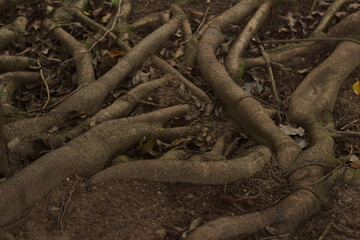 roots of a tree