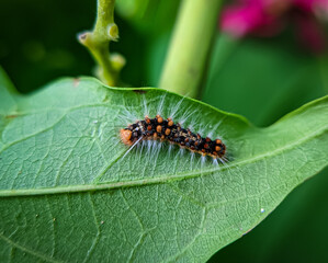 Caterpillars on green leaf. Caterpillars are the larval stage of members of the order Lepidoptera. 