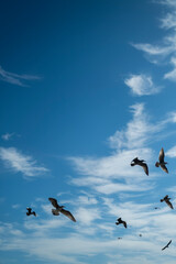 Birds flying in the sky 