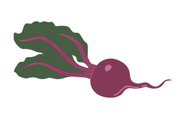 Vector isolated element. Beet. Vegetables. Gardening. Springtime. Color image on a white background. The print is used for packaging design.