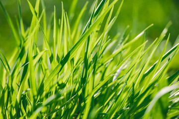 Young green fresh grass in spring. Greenery in sun. Abstract natural background.