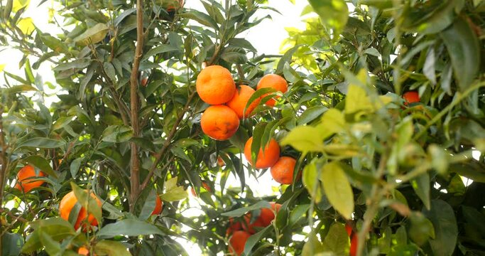 Detailed close up of beautiful mandarines with lots of trees and tangerines in the background during mandarina season in Spain.