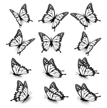 Collection of butterflies, flying in different directions. Butterfle silhouette. Vector.