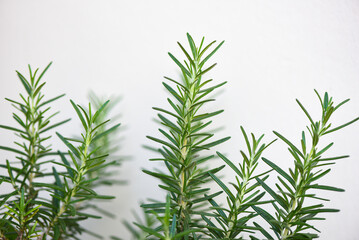 rosemary herb, fresh rosemary on white grey background in the garden