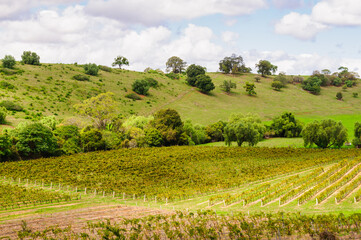 Fototapeta na wymiar Rolling hills and vineyards in the Hunter Valley - Mount View, NSW, Australia